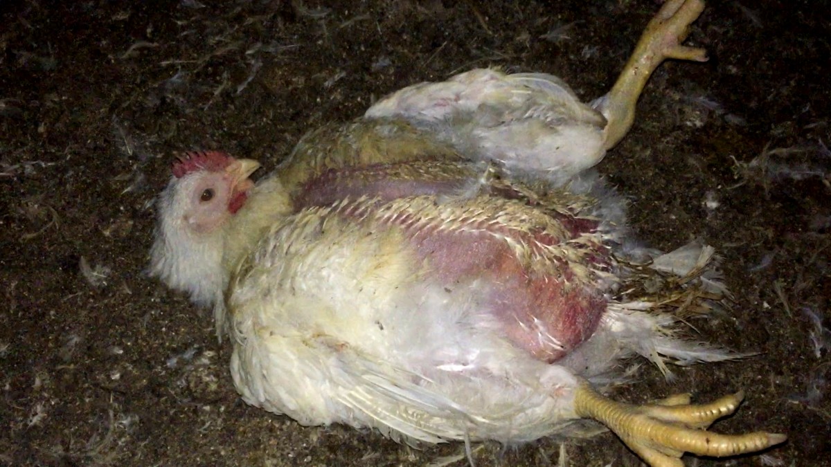 This Is Why 97 Percent of Chicken Meat Is Washed in Chlorine... Yes, Chlorine