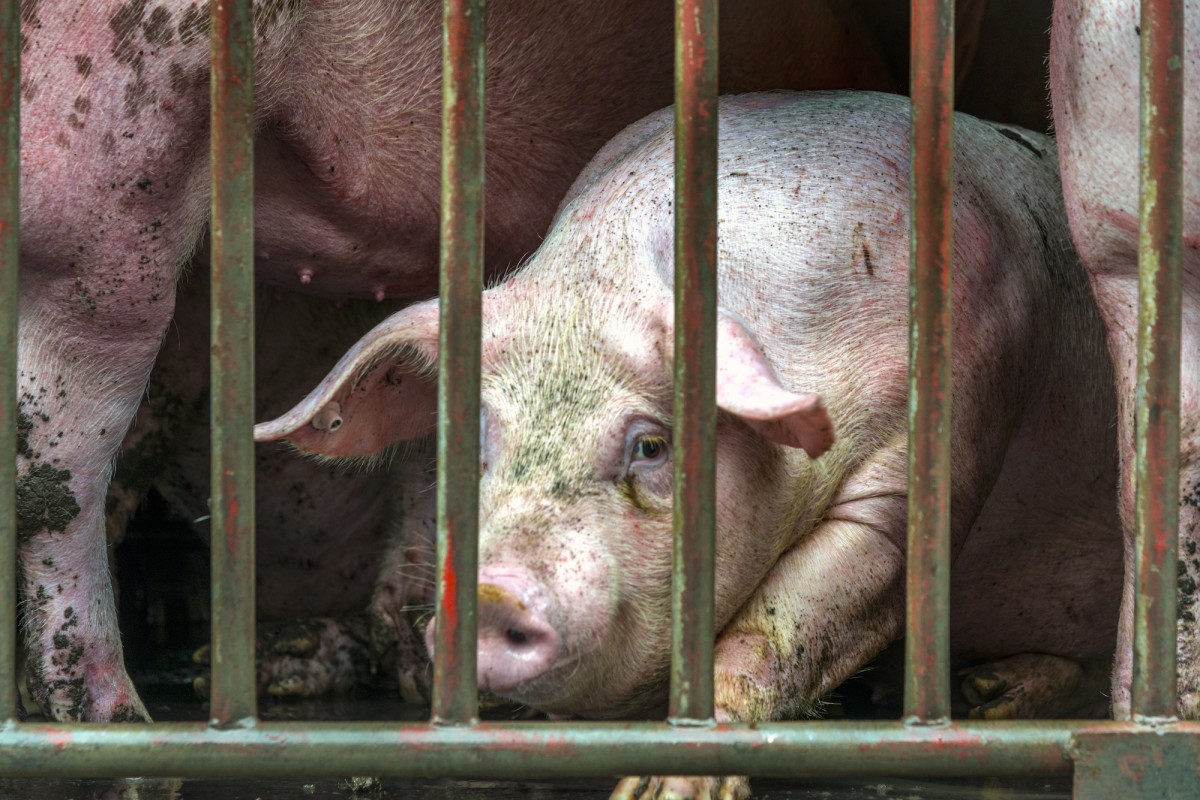 This Is Why Nobody Wants to Live Near a Factory Farm