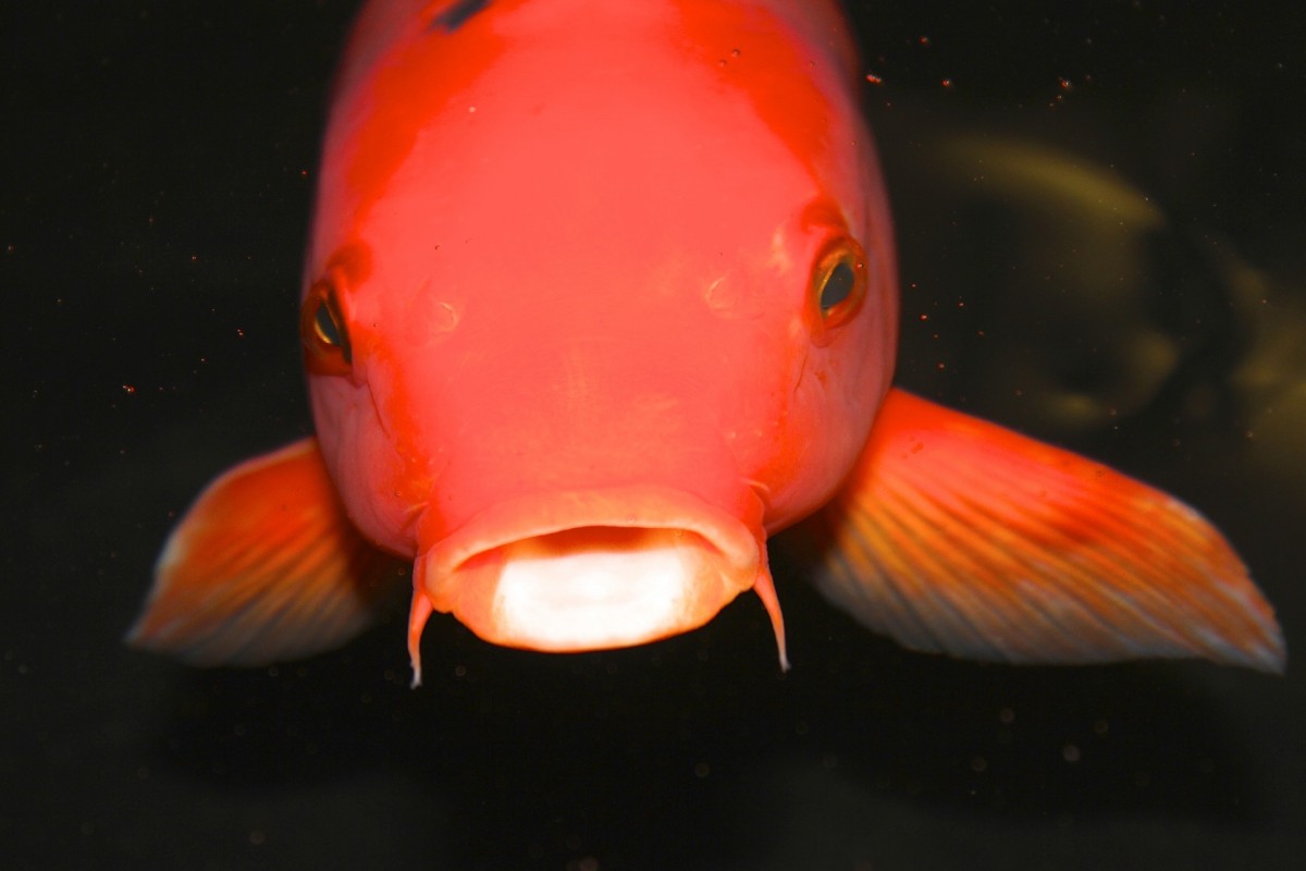 Perceptions of Farmed Fish Intelligence and Ability to Feel Pain and Pleasure