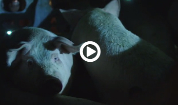 Mercy For Animals Video