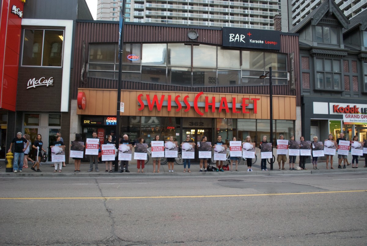 Canadians Demand Swiss Chalet Take Stand Against Animal Abuse