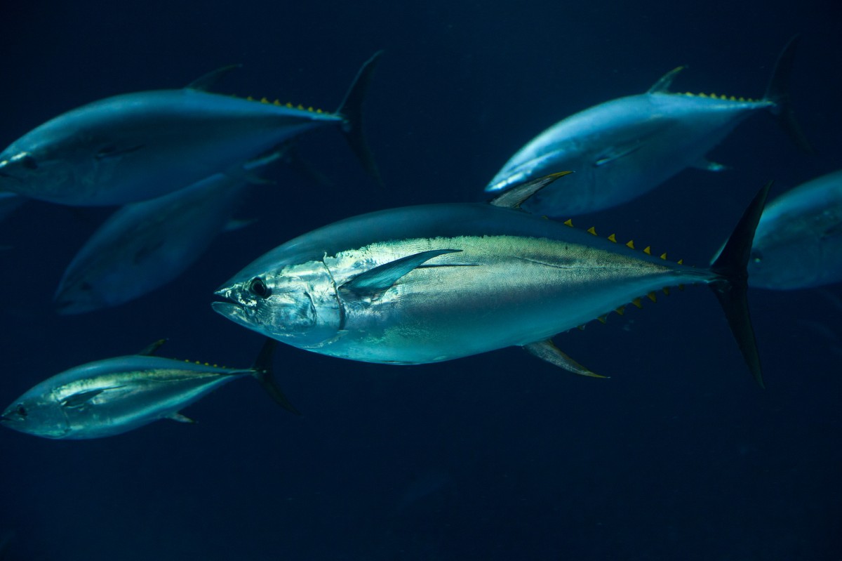 Here's How You Can Eat Tuna Without Killing a Single Fish