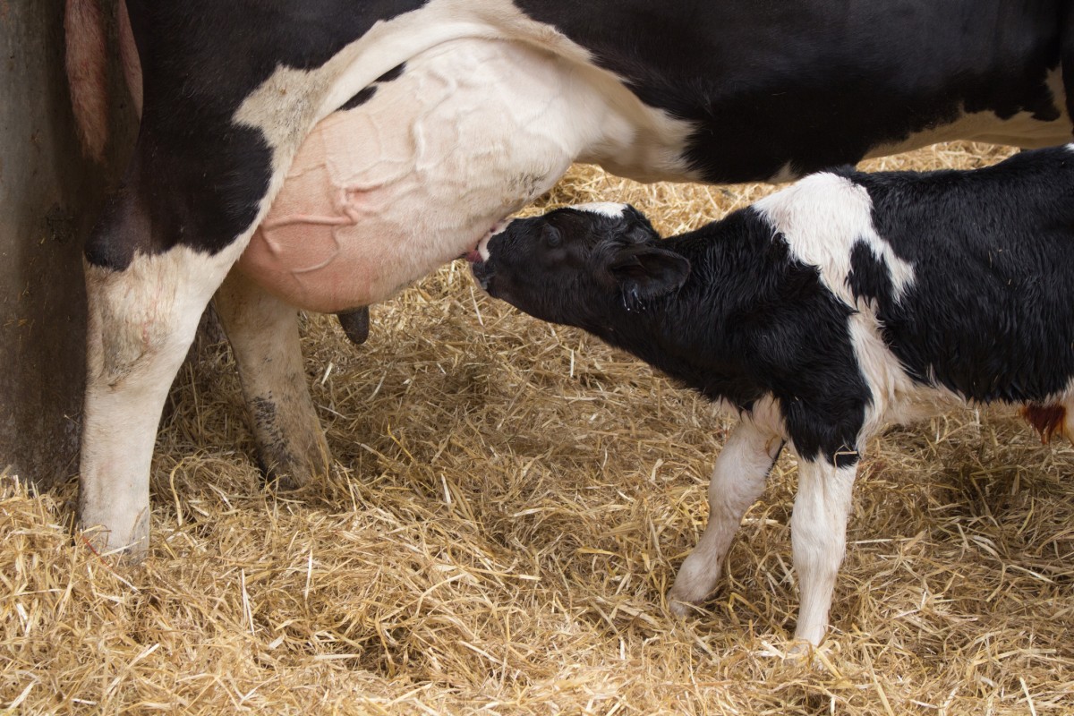 Here's Why Dairy Production Is Literally the Saddest Thing Ever