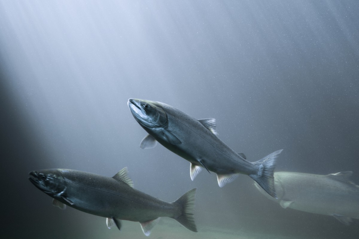 Secret Salmon Farm Footage Reveals Horrifically Disfigured, Unhealthy Fish