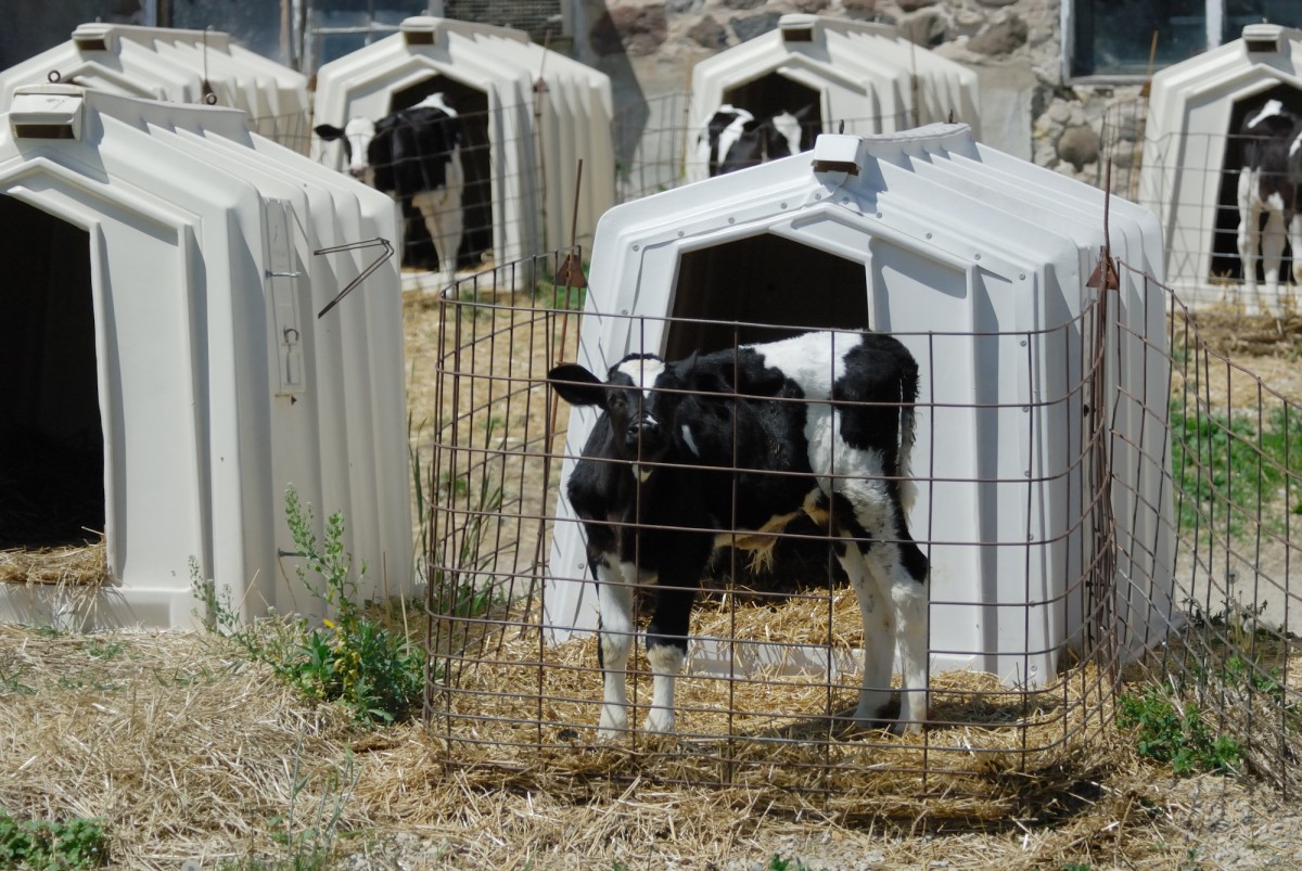 Tone-Deaf: Dairy Industry Creates Pink Calf Hutches for Breast Cancer Awareness