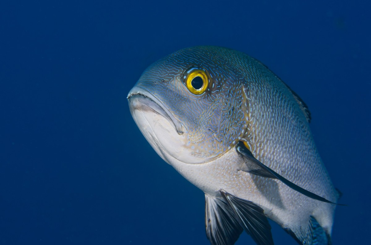 The New York Times: Fish Can Suffer From Depression