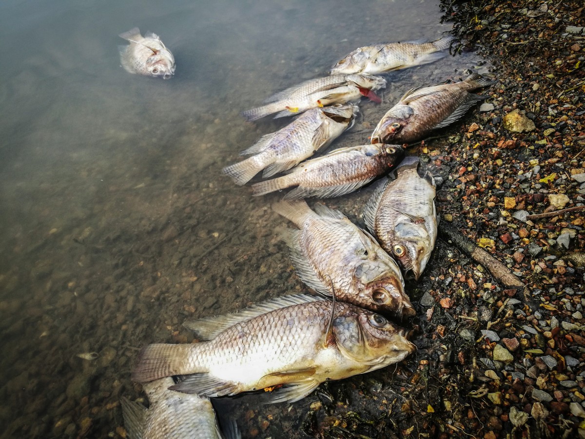 Tens of Thousands of Fish DEAD From Factory Farm Runoff in Ohio
