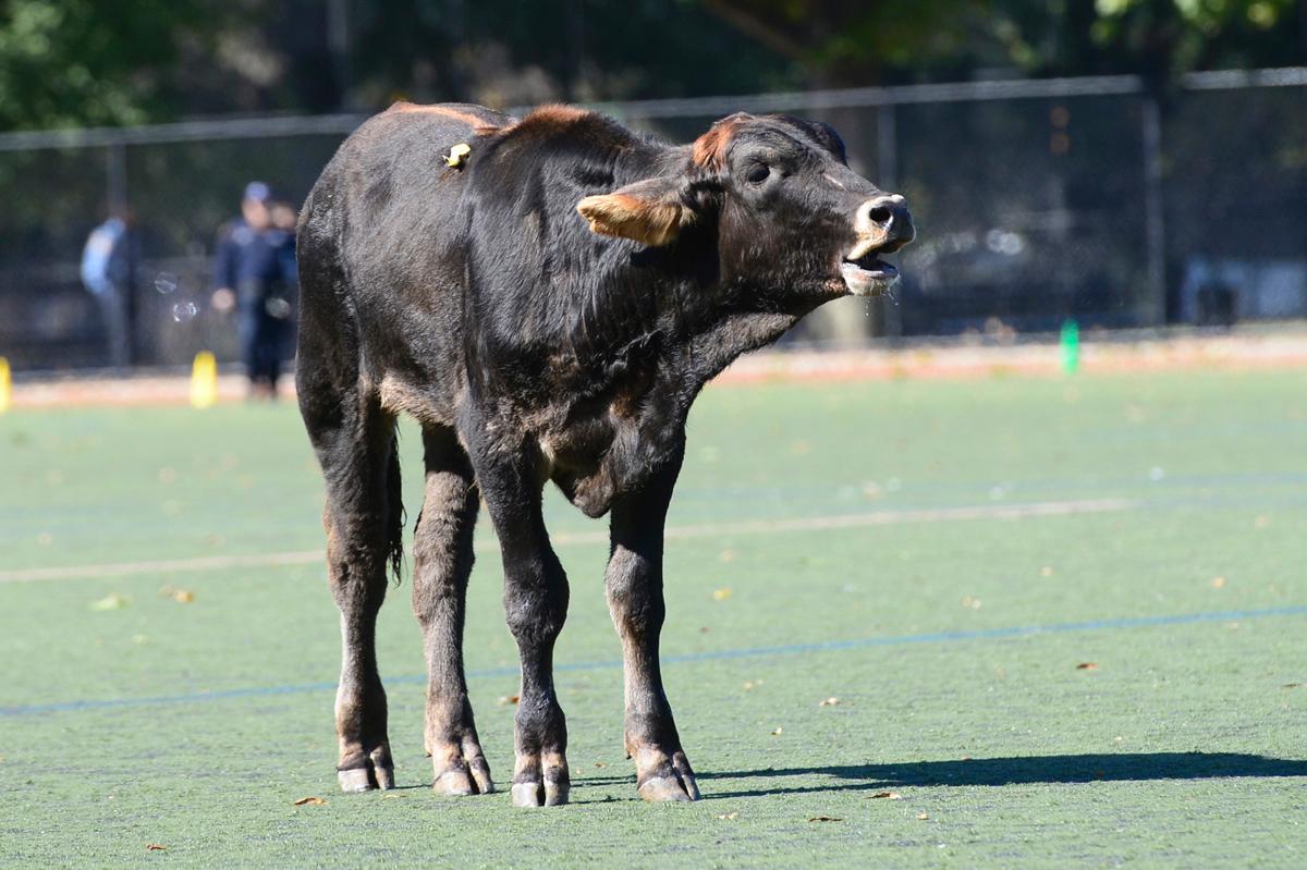 Cow Runs for His Life Through Busy Brooklyn Streets
