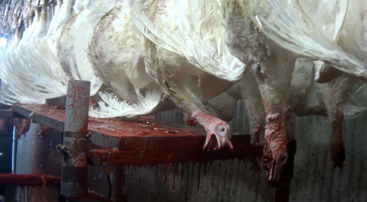 7 Pieces of Photographic Evidence Proving Your Thanksgiving Dinner Comes From Hell