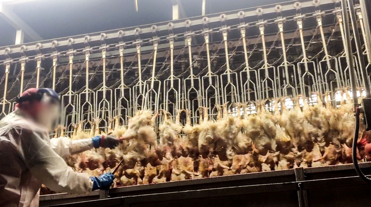 Tell the USDA Itâ€™s Time to End the Torture of Birds at Slaughter