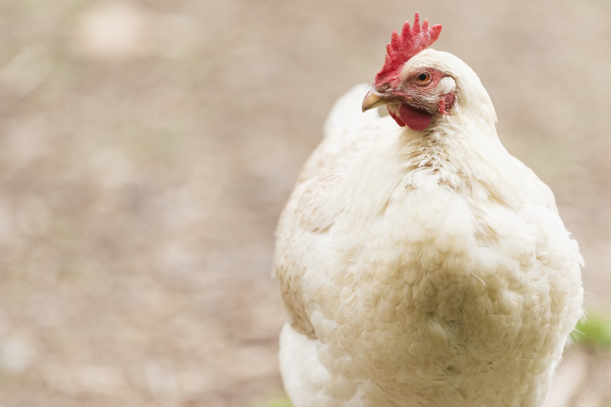 List of Companies Addressing Chicken Welfare Grows