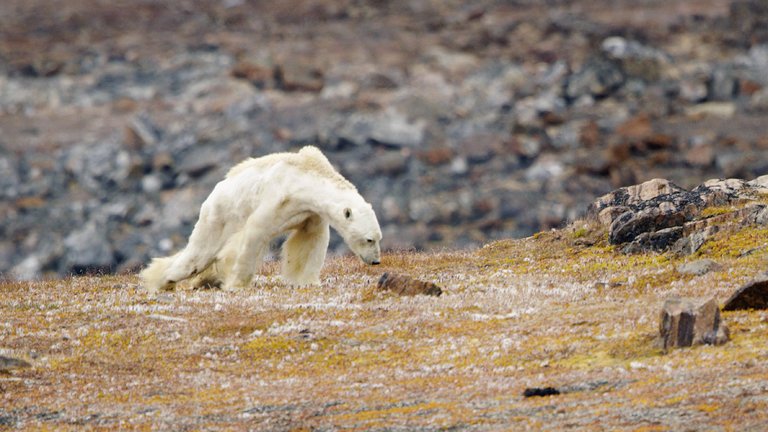 Viral Video: Polar Bear Starving on Iceless Ground Sparks Outrage