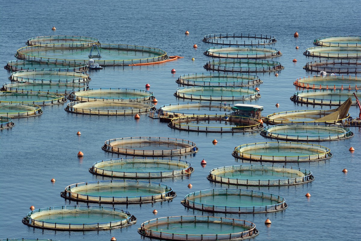 Washington State Senator Wants to Ban Fish Farming and Urges BC to Do the Same