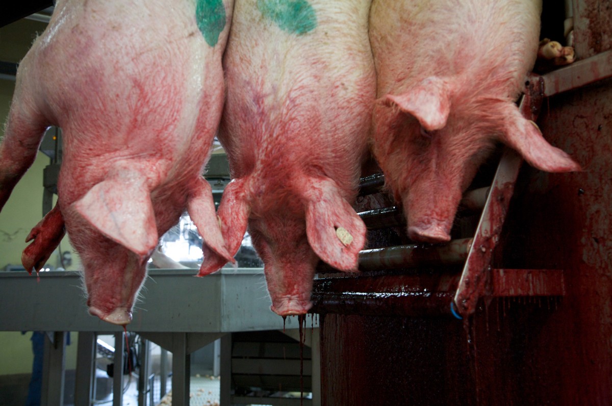 Sorry, Europeans, but Your Slaughterhouses Are Just as Horrific. Hereâ€™s Proof.