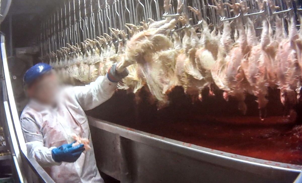 Speeding Up Slaughter Lines Would Hurt Workers Too â€” But the Industry Doesn't Care About Them Either