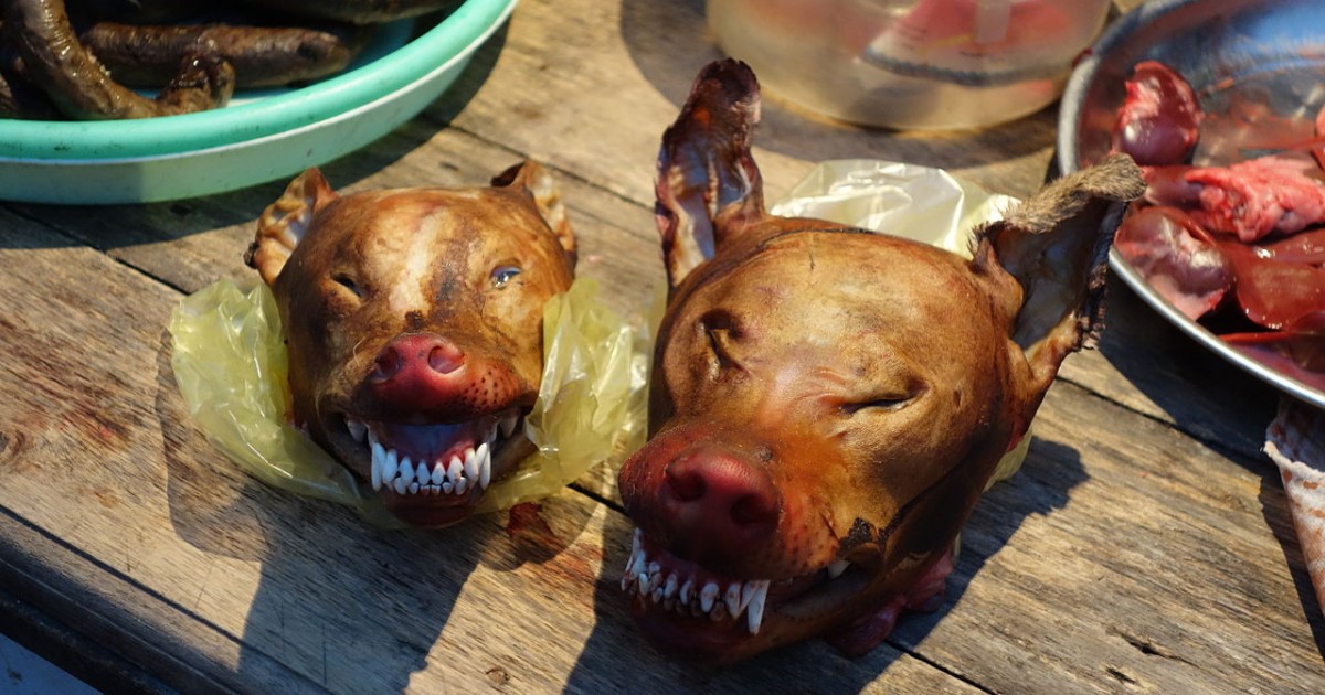 These Photos of the Dog Meat Trade Are Sad, but You Should See What