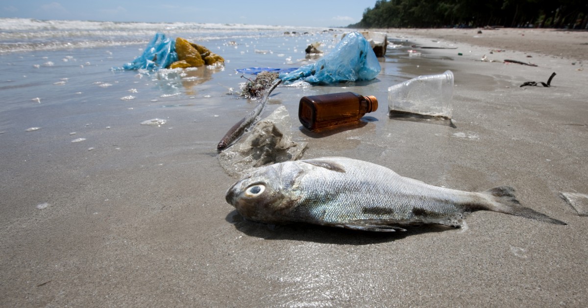 Shocking Footage Shows Plastic in Fish - Mercy For Animals