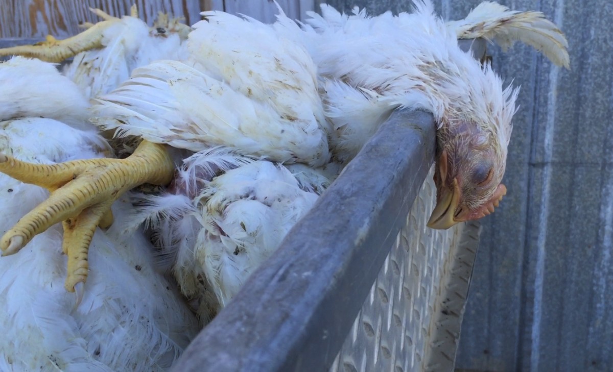 The Height of GREED: Meat Industry Throws Chickens in Trash to Fix Prices