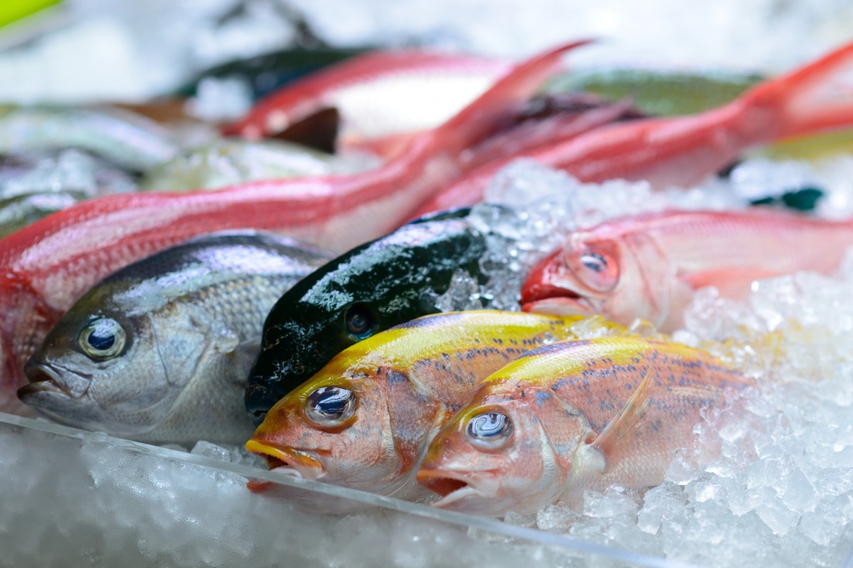 Fish Feel Pain, So Why Do You Eat Them?!