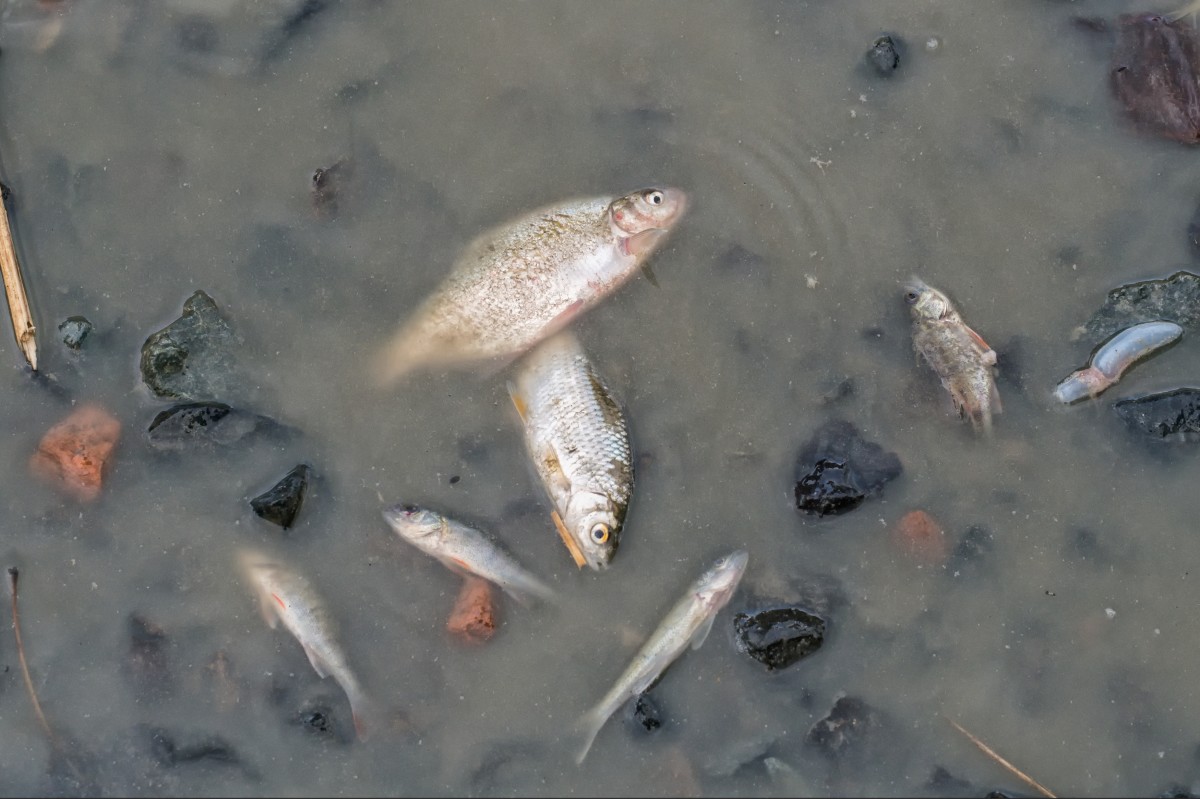 Study: Fish Factory Farms So Filthy Vaccines Donâ€™t Work