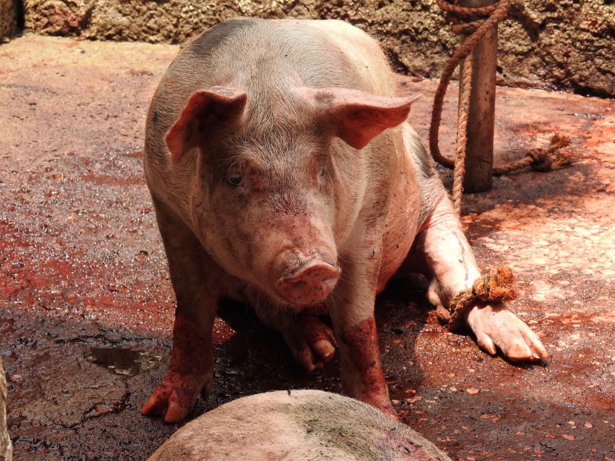 The USDA Just Allowed Pork Imports From Mexico. Hereâ€™s How Pigs Are Treated There.