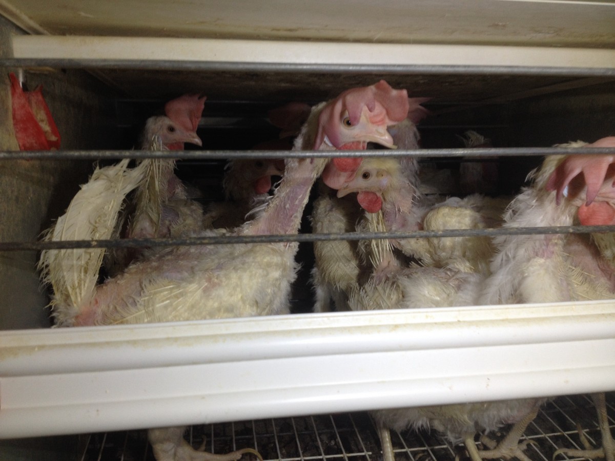 Proposed Law Would FORCE Grocers to Sell Eggs From Caged Hens
