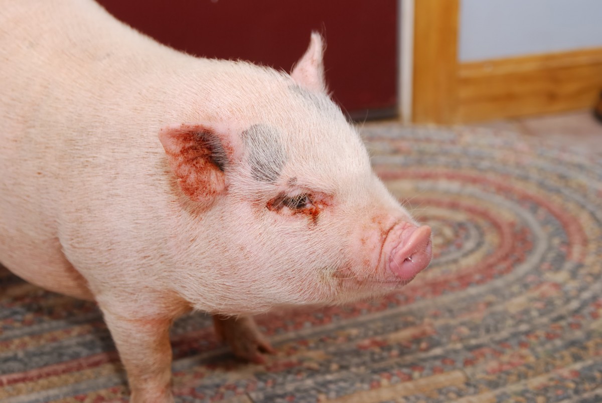 WTF! Pig Adopted From BC Shelter Was Slaughtered and Eaten by New Caretakers