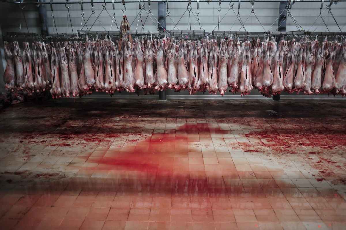 Unseen Government Records Expose Abject Filth Inside U.S. Slaughterhouses