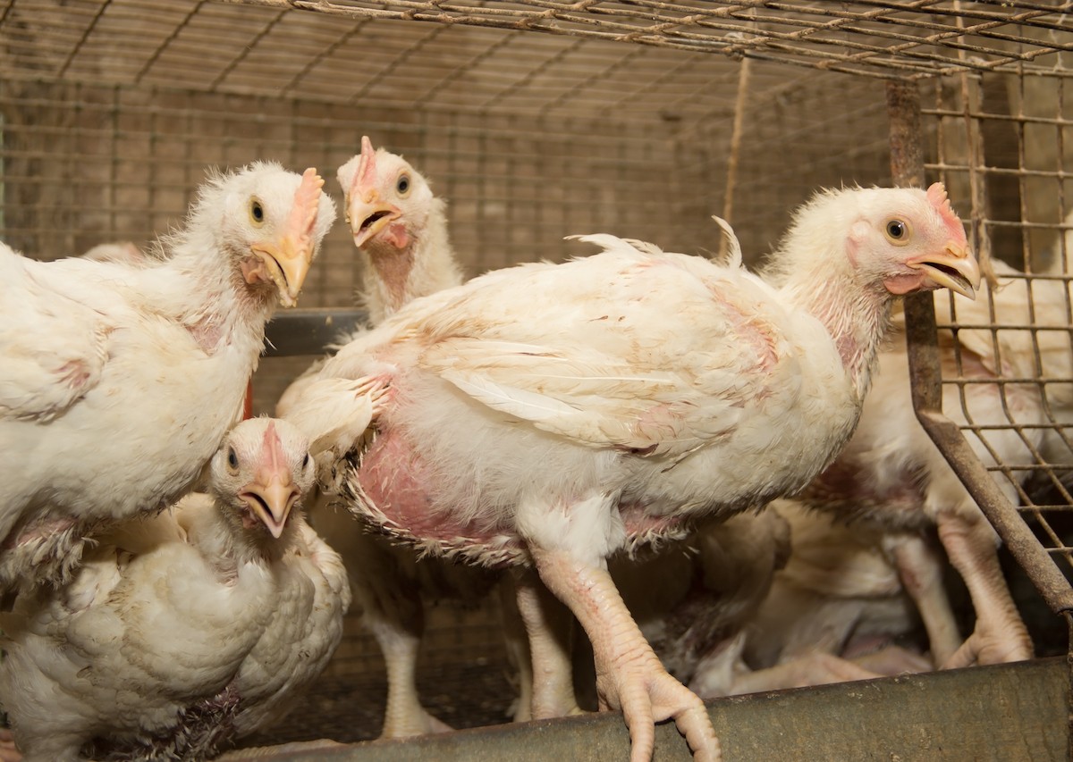 Progress! Canadian Poultry Industry Adopts New Policy After MFA Investigation