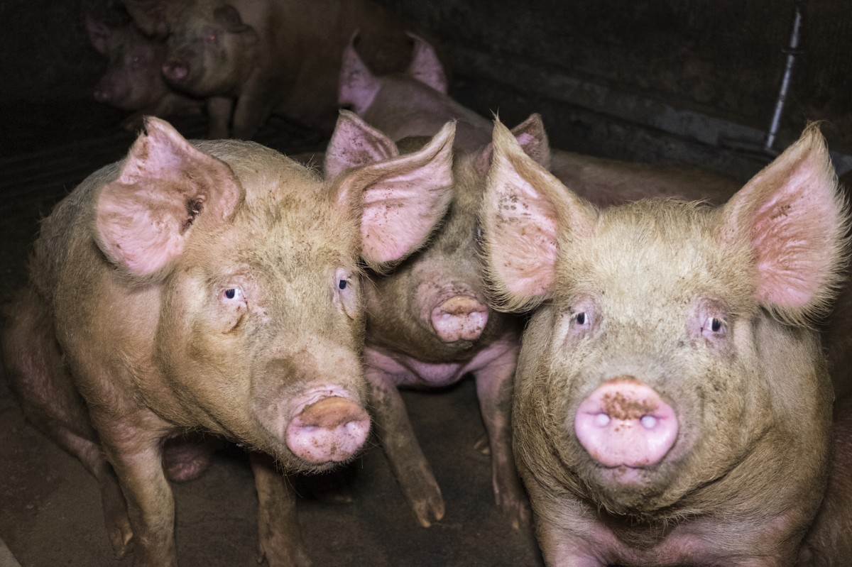 Sorry, Europeans, but Your Pig Farms Are Just as Horrific. Hereâ€™s Proof.
