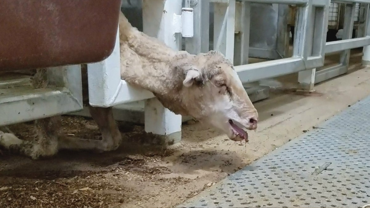 New Undercover Footage Blows the Lid Off Australiaâ€™s Cruel Live-Export Industry