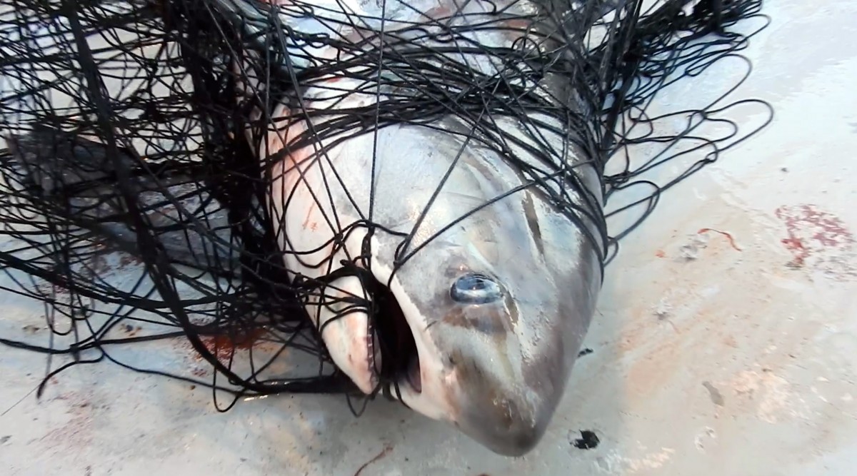 These Viral Photos of Sharks and Other Marine Life Caught in a Ghost Net Will Leave You Shook