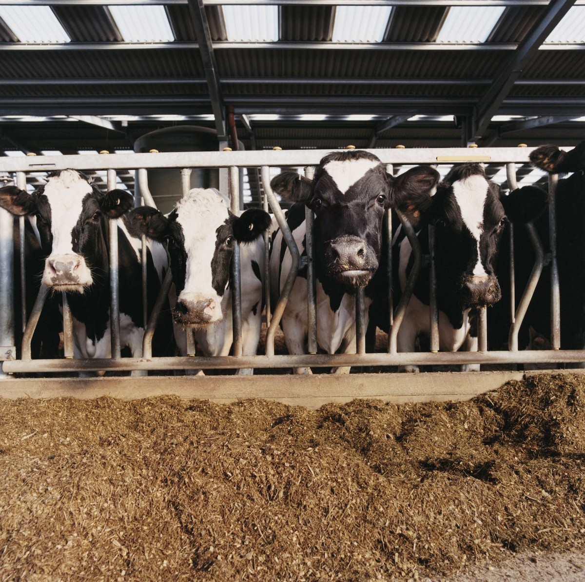 14 Irrefutable Facts About Dairy Farming