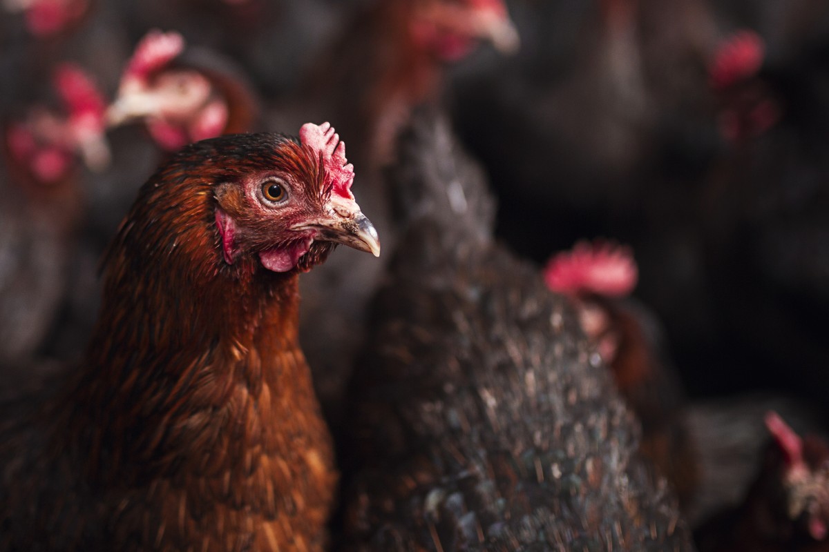 Study Finds Chickens More Optimistic When Well Cared For