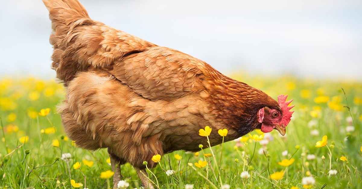 Pesquisa revela que galinhas podem ser otimistas â€” depende apenas da vida que levam