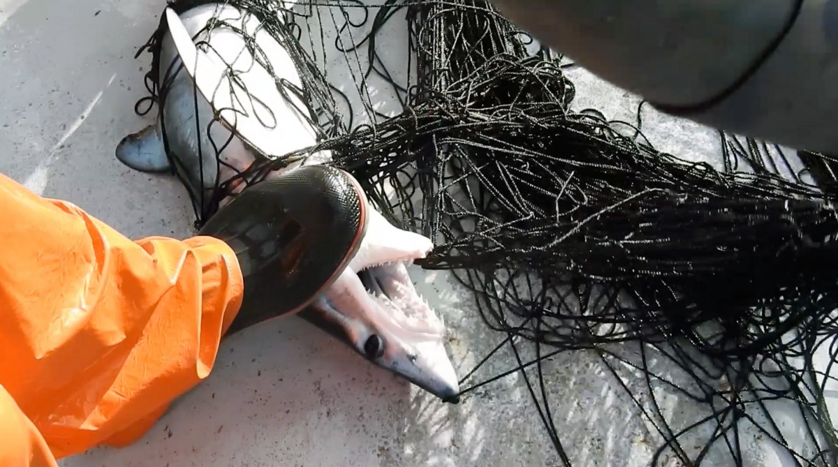 Three U.S. Senators Just Introduced a Bill to Phase Out Fishing Driftnets