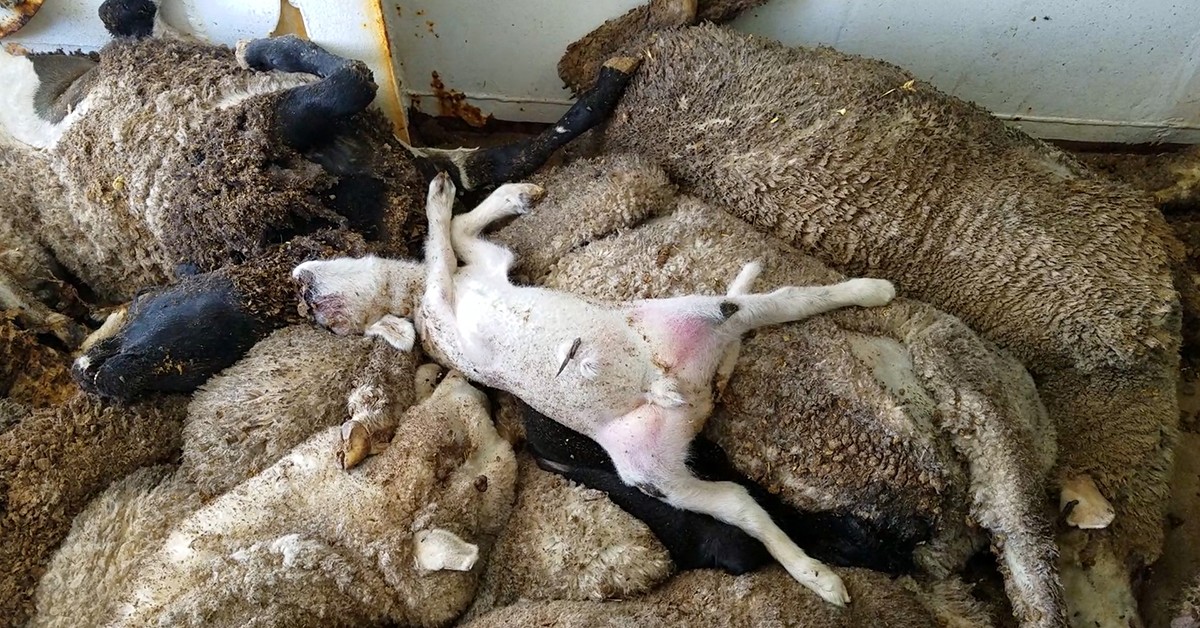 Nova investigaÃ§Ã£o sobre exportaÃ§Ã£o de animais vivos mostra atÃ© ovelha dando Ã  luz dentro de navio