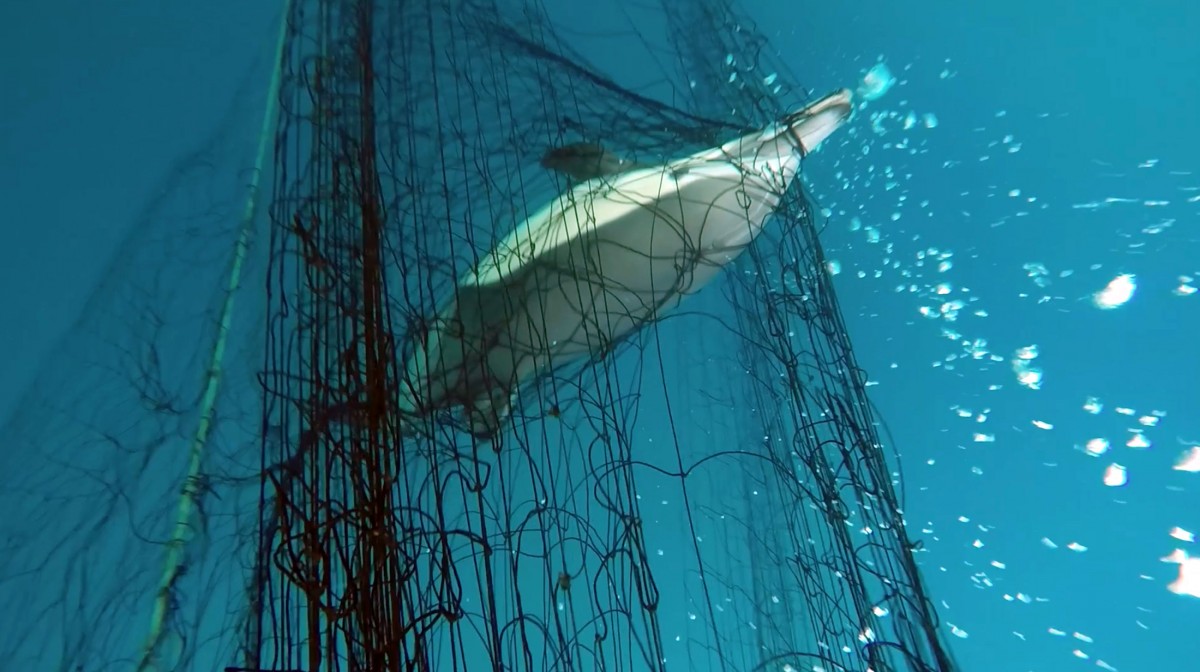 New Undercover Footage Reveals How Commercial Fishing Is Killing Our Oceans. Take Action!