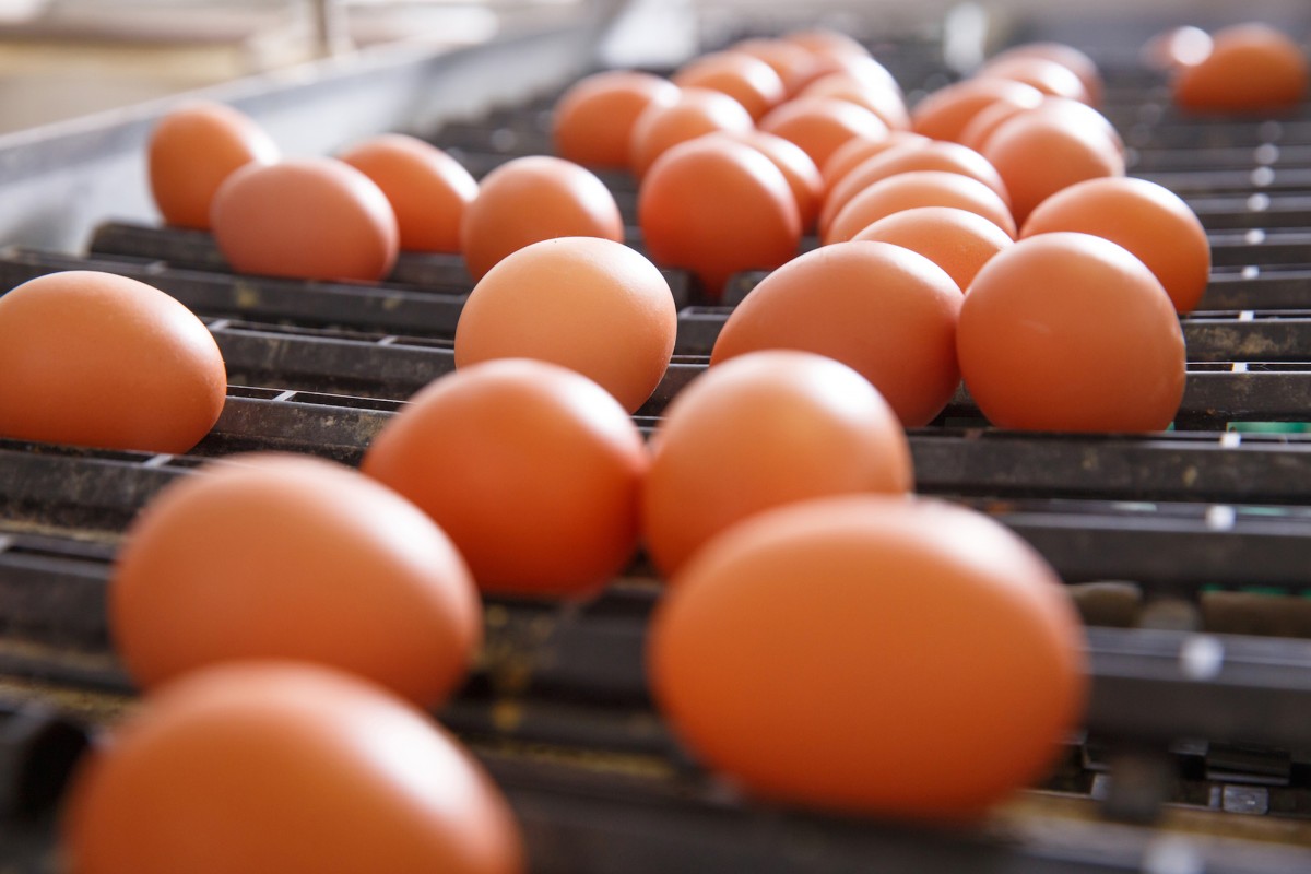Modern-Day Slavery: Powerful Documentary Spotlights Human Trafficking in the Egg Industry