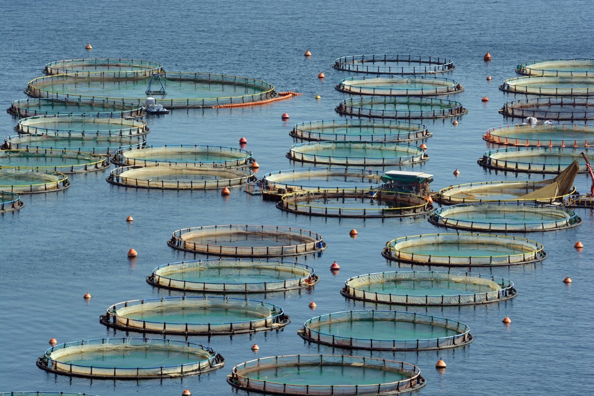 Canadians Take a Stand: Poll Finds 75 Percent of BC Residents Want Fish Farming Shut Down