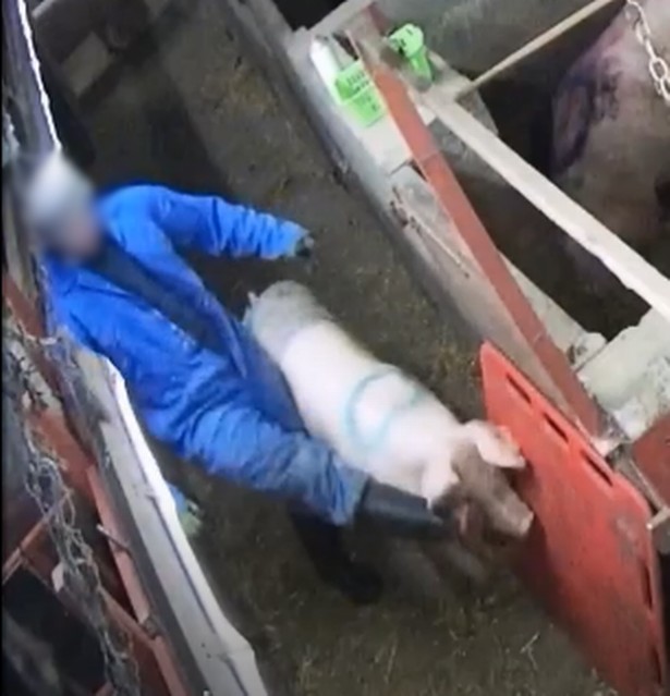 Kicked, Beaten: Undercover Video Exposes Horrific Cruelty at U.K. Pig Farm