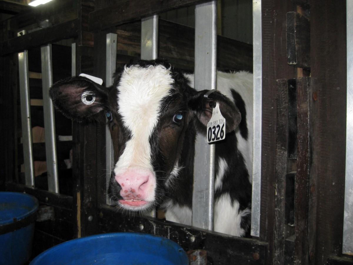 Here's Why Eating Veal Is Even More F#*ked Than You Thought - Mercy For  Animals