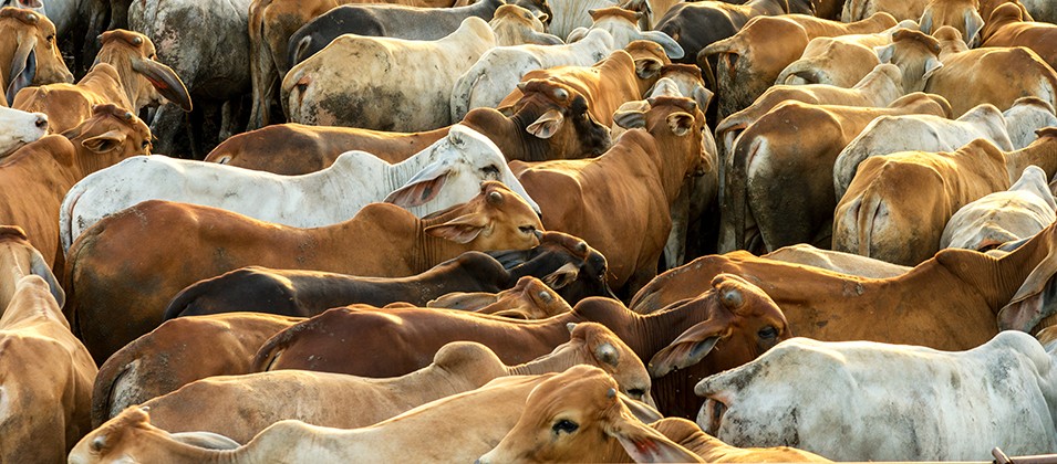 98% dos gases de estufa emitidos por gÃªneros alimentÃ­cios no Brasil sÃ£o de produtos de origem animal