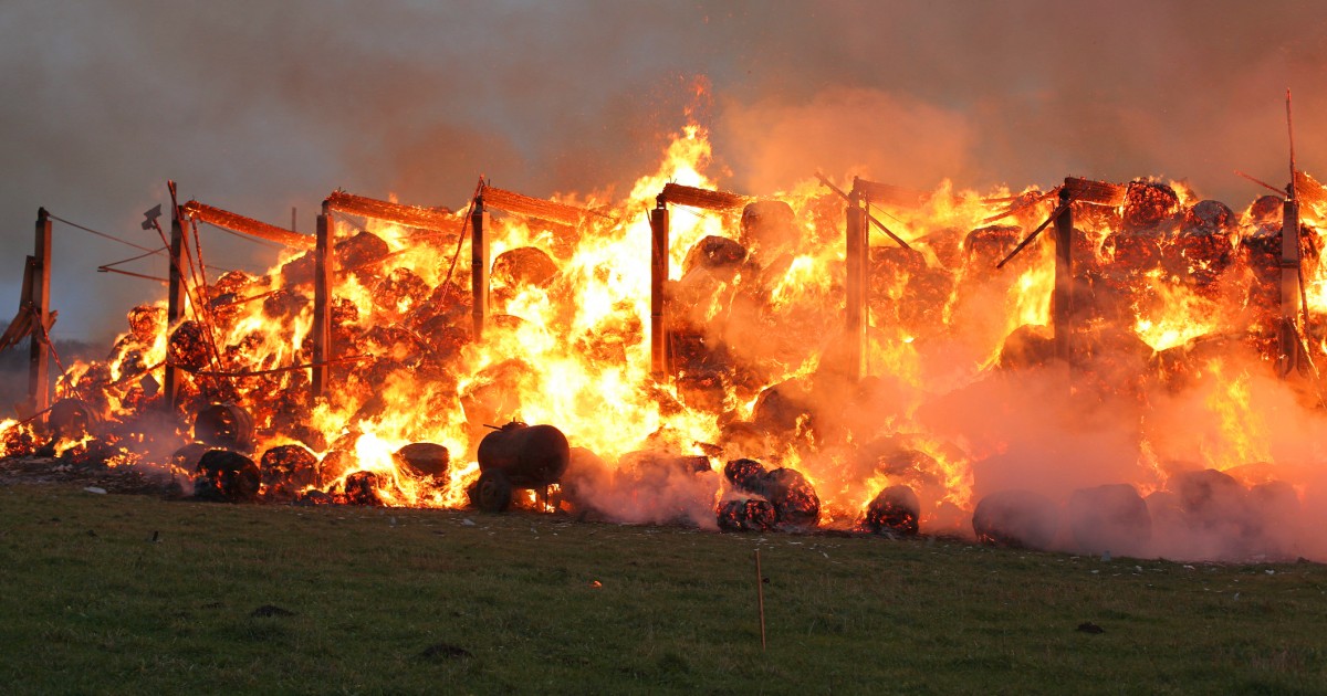 alive pigs burned animals fire ohio barn