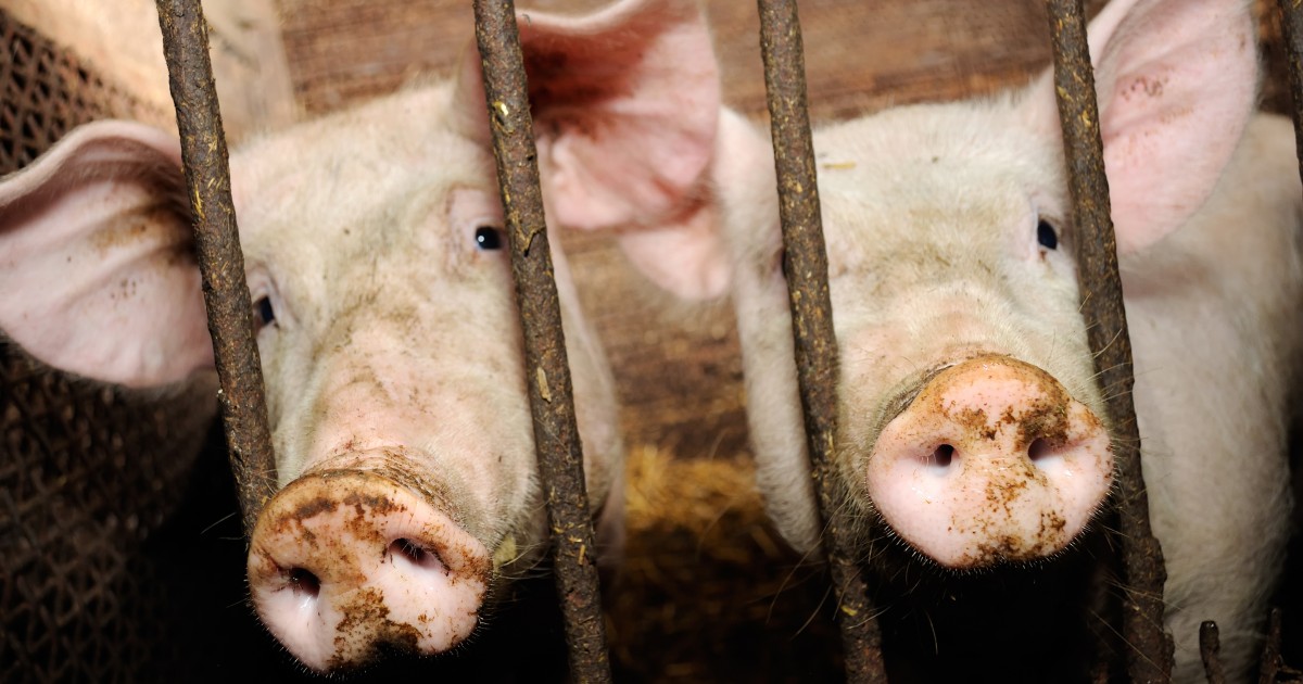 MÃ©xico aprueba un nuevo impuesto del 20% a la carne de cerdo proveniente de Estados Unidos