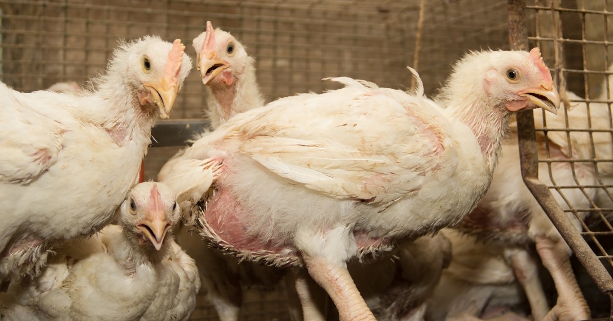 Cierran mataderos ilegales de aves en SudamÃ©rica
