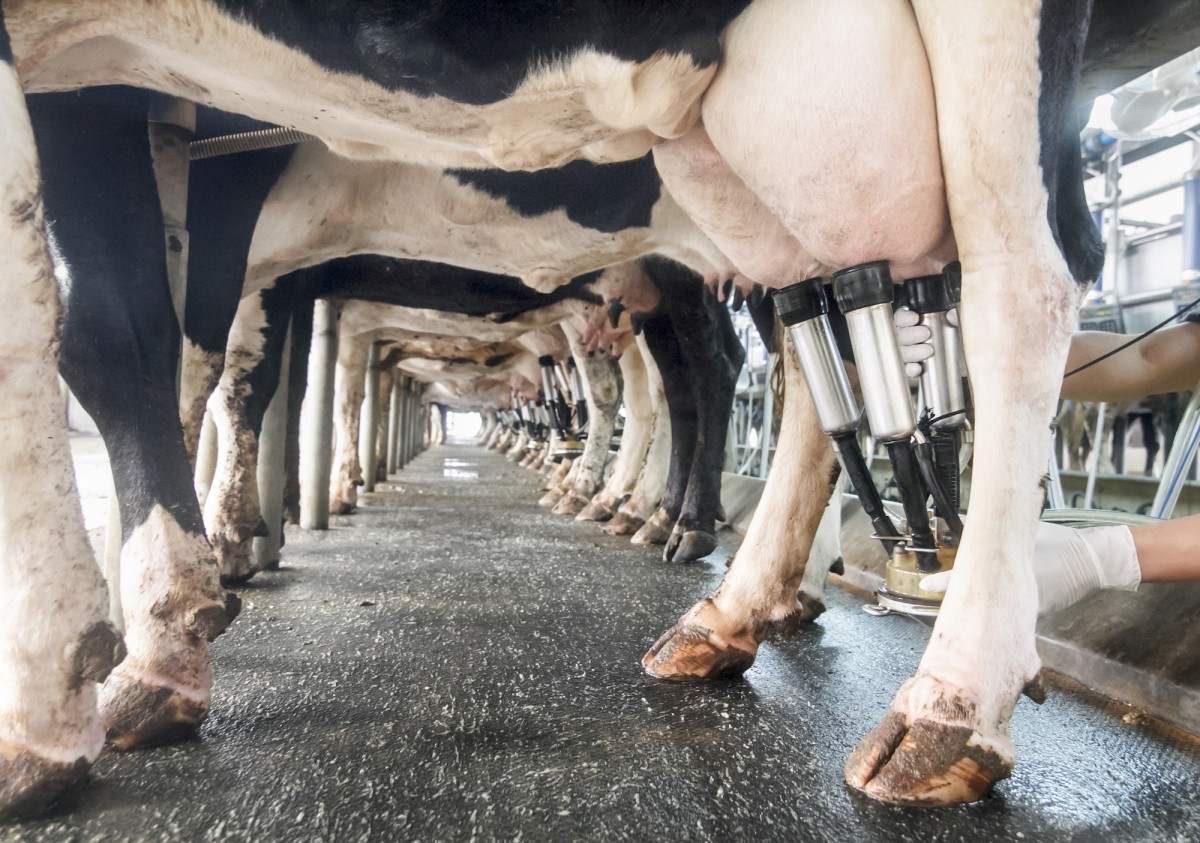 Dairy Consumption Is So Low That New York Dairy Farmers Are Going Out of Business
