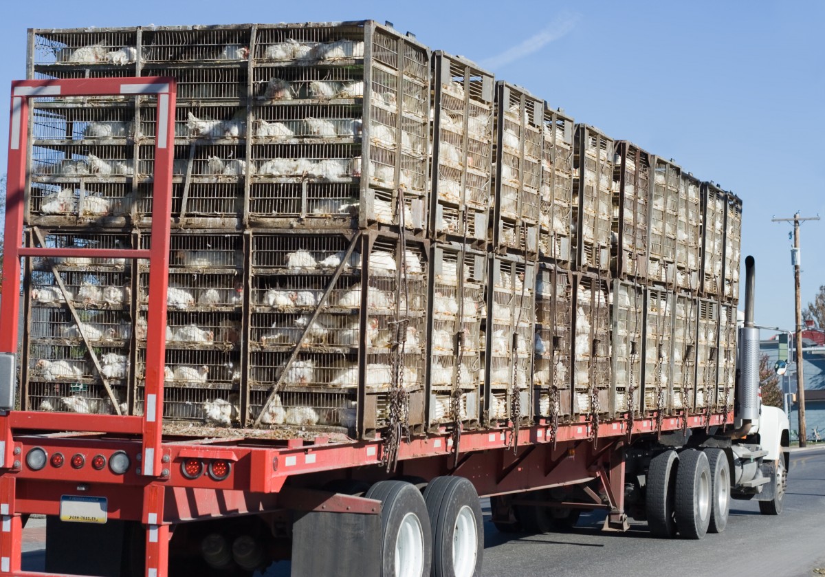 Truck Carrying More Than 5,000 Chickens Overturns on Highway, Killing Hundreds of Birds