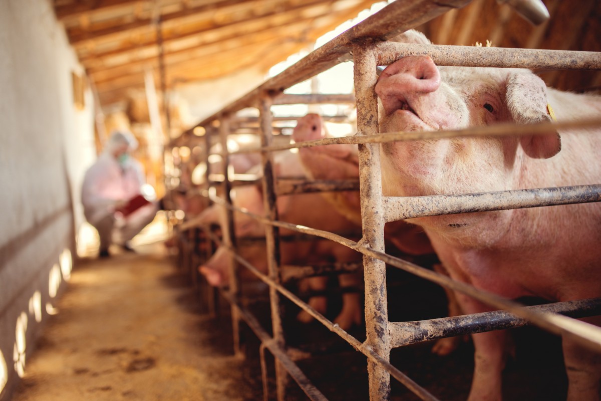 Unthinkable! Company to Build Massive 13-Story Pig Factory Farm