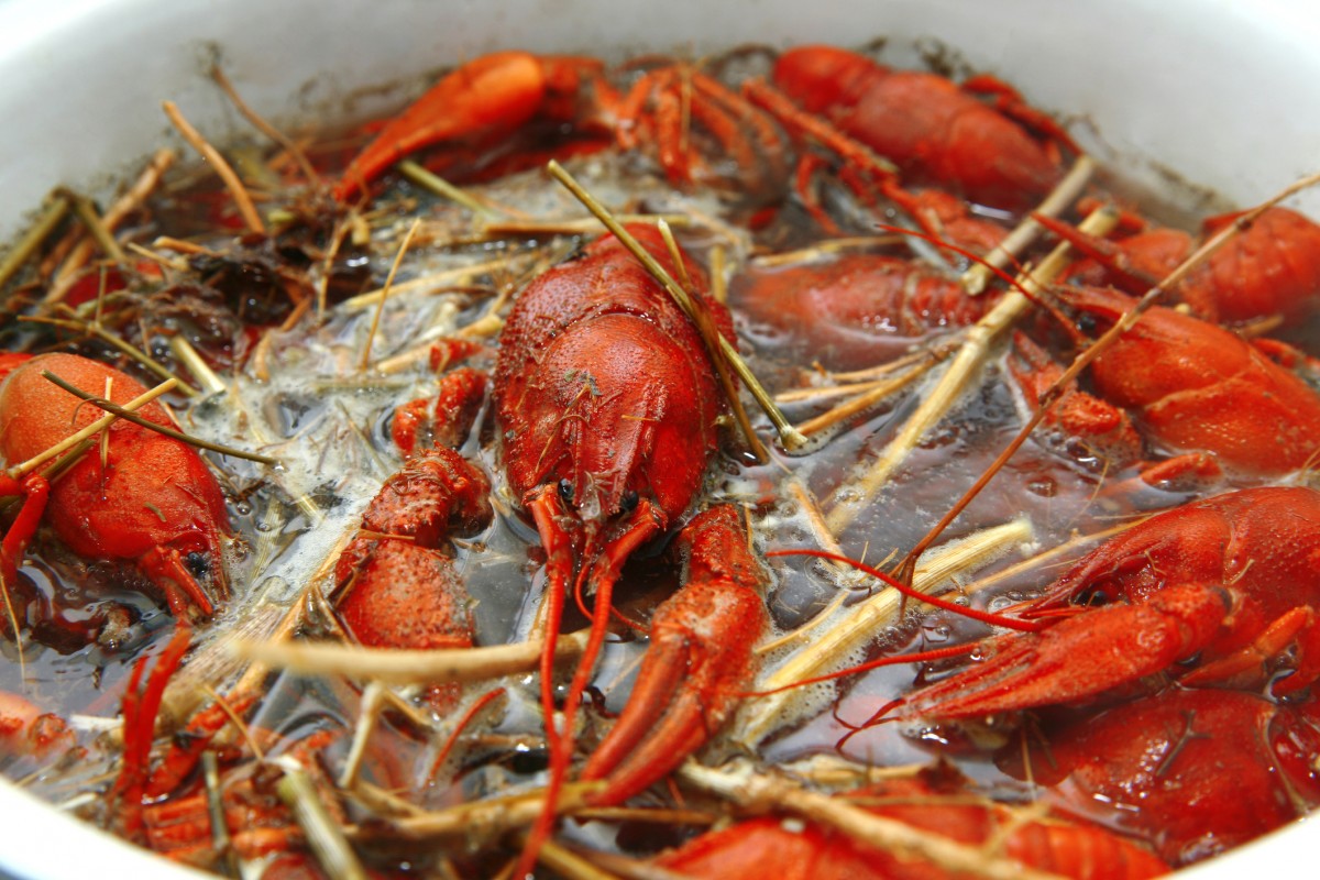 Heartbreaking! Viral Video Shows Crayfish Ripping Off Own Claw to Avoid Being Boiled Alive